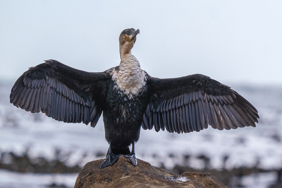 RECAP - The Weekly Challenge - 364