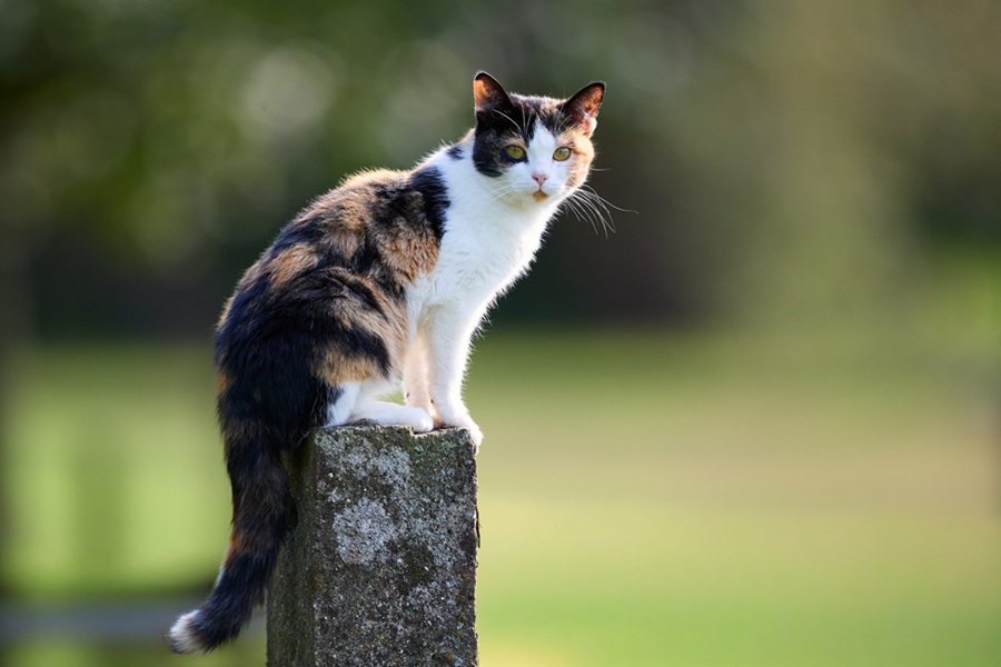 RECAP - The Weekly Challenge - 365