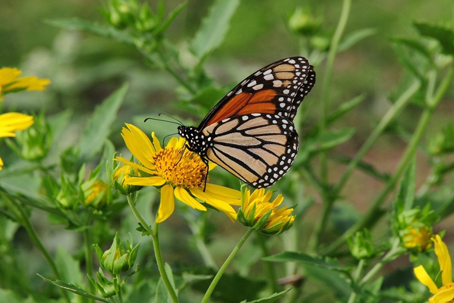 RECAP - The Weekly Challenge - 367